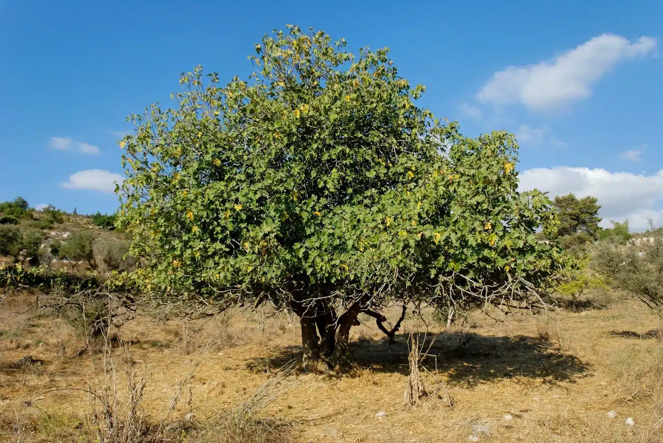 Fig pictured in the Haggai study