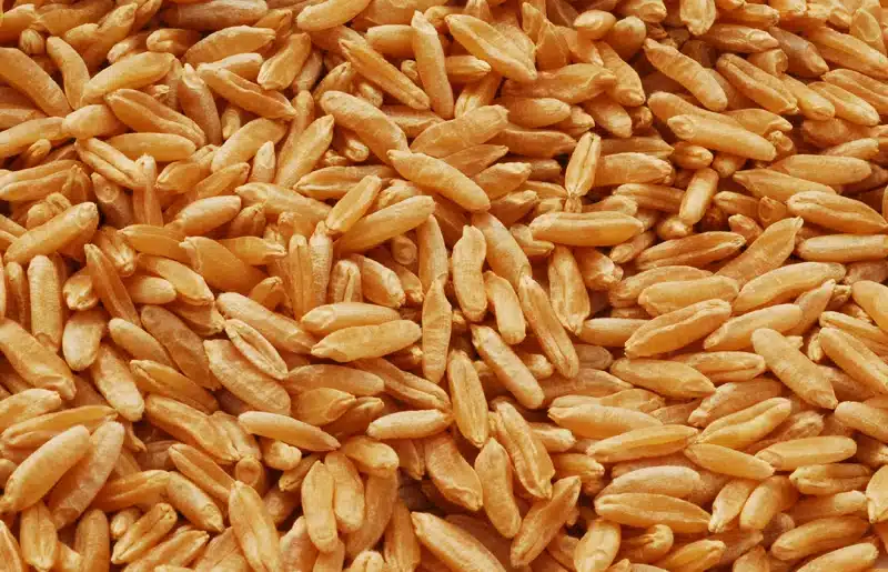 Grain illustrating the promise before visible harvest