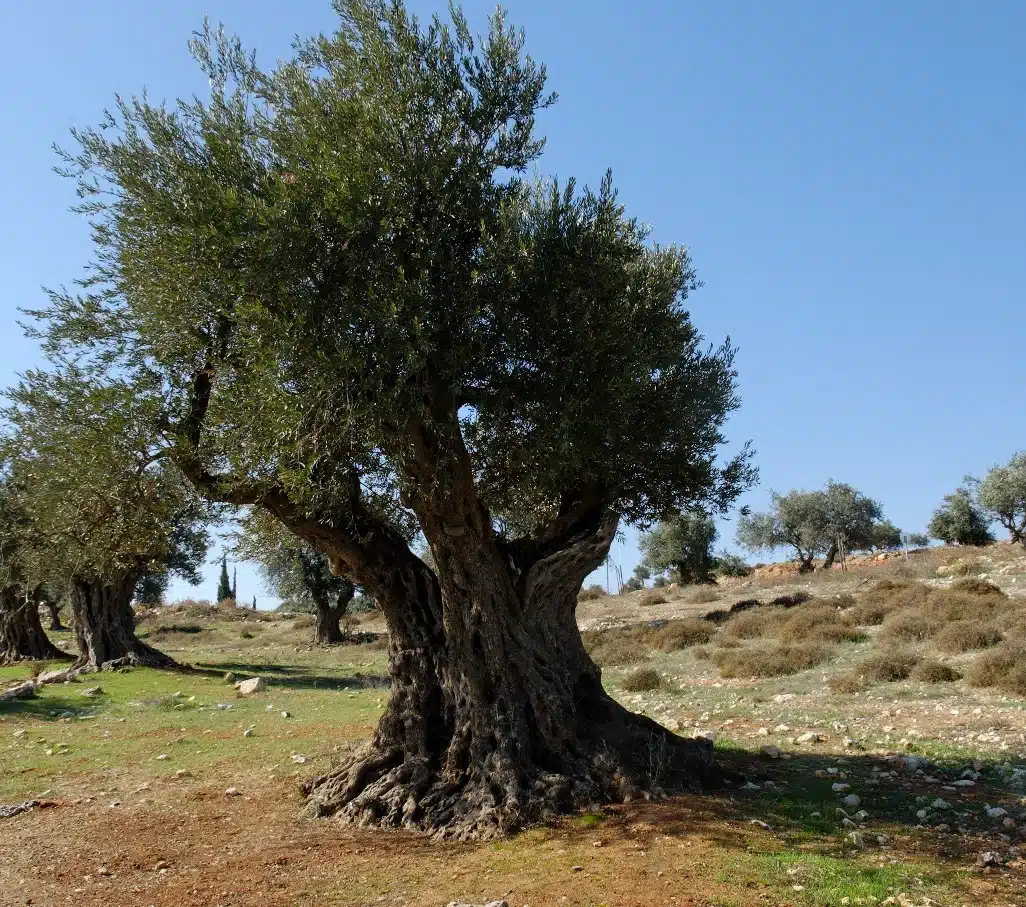 Olive pictured in the Haggai study