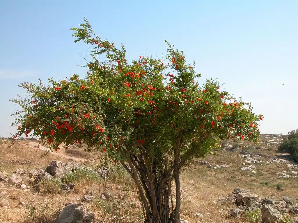 Pomegranate pictured in the Haggai study