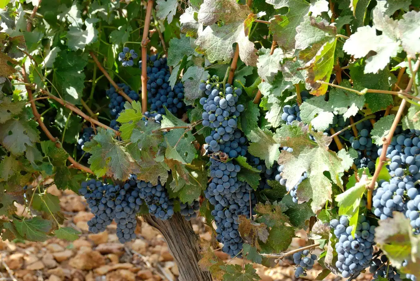 Vine pictured in the Haggai study